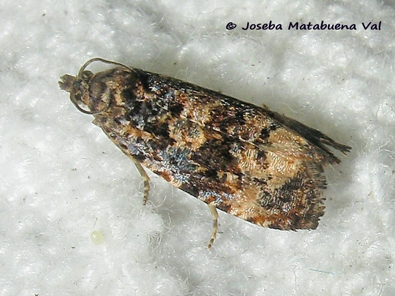 Endothenia oblongana - Tortricidae? Endothenia sp.